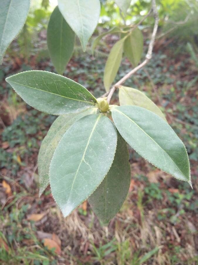 Camellia saluenensis leaf