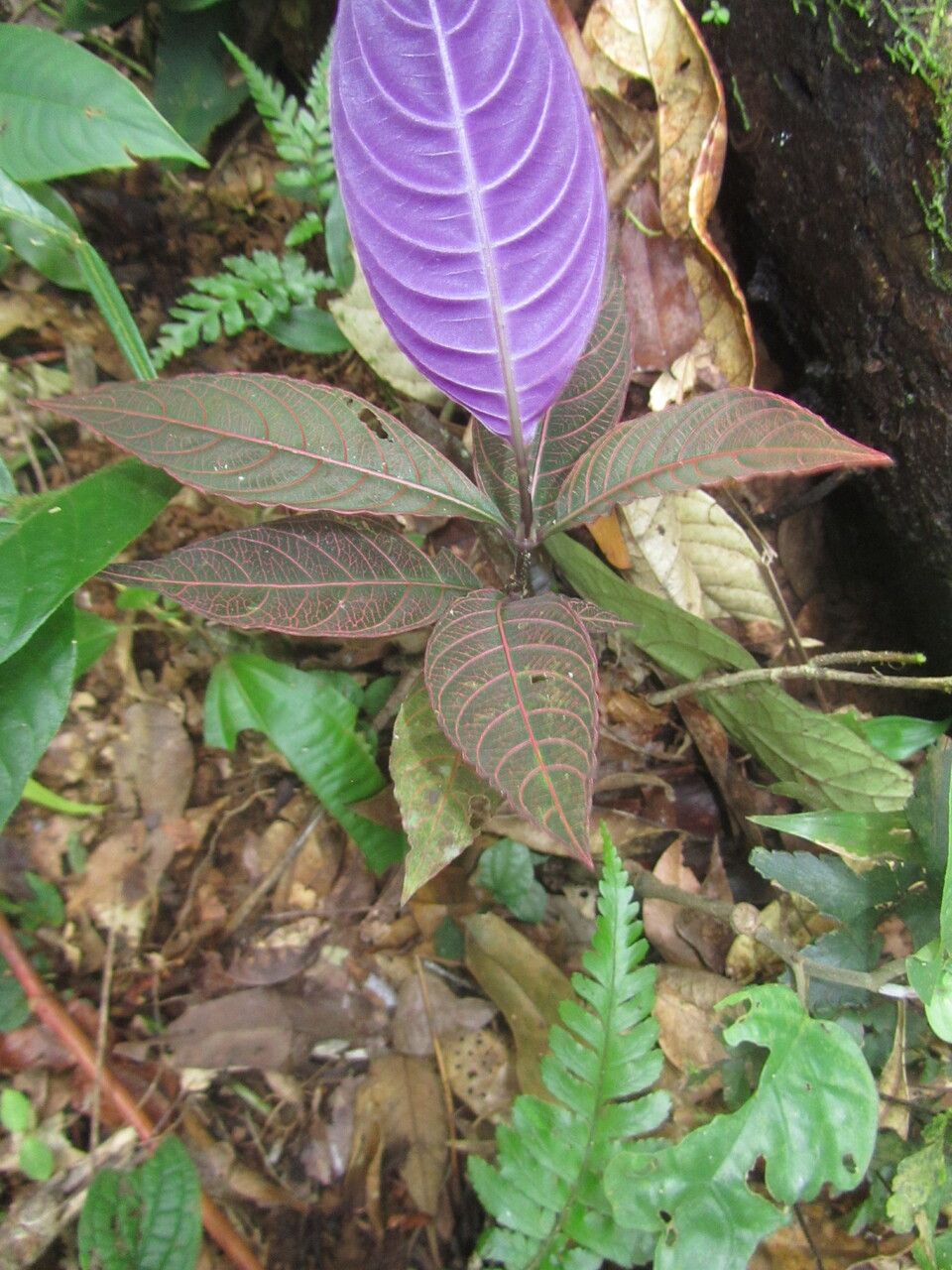 Palicourea suerrensis leaf