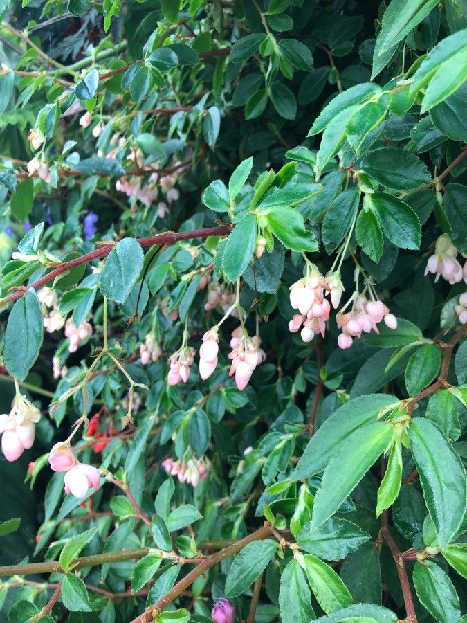 Begonia fuchsioides flower
