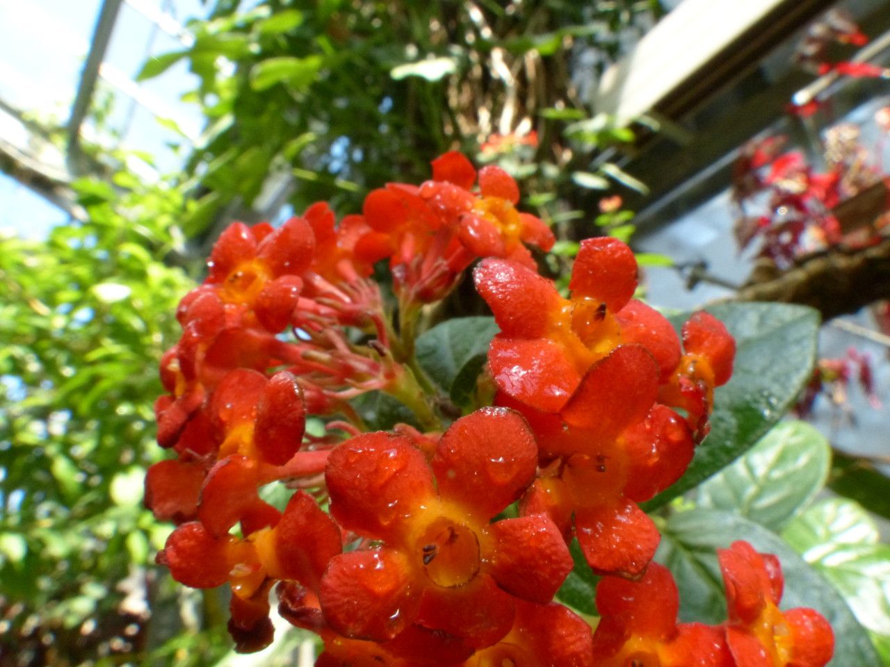 Rondeletia odorata flower