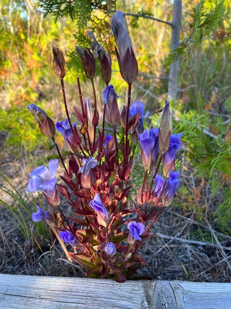 Gentianopsis crinita flower