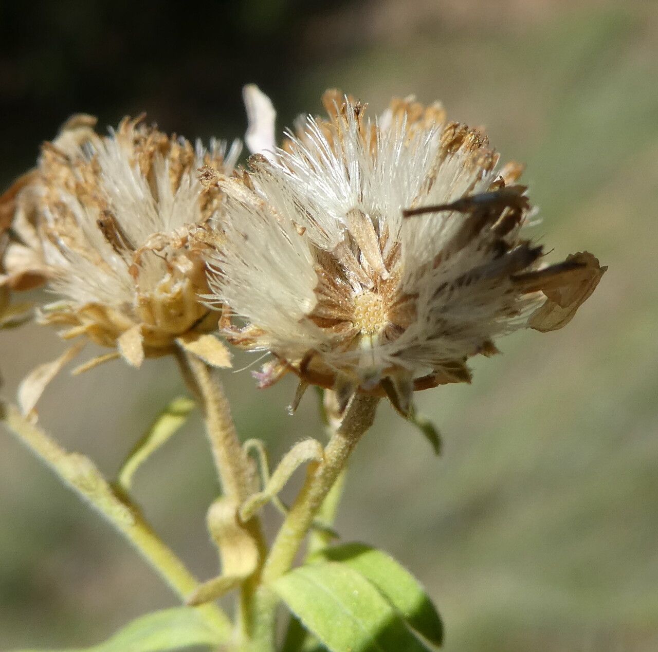 Aster willkommii fruit