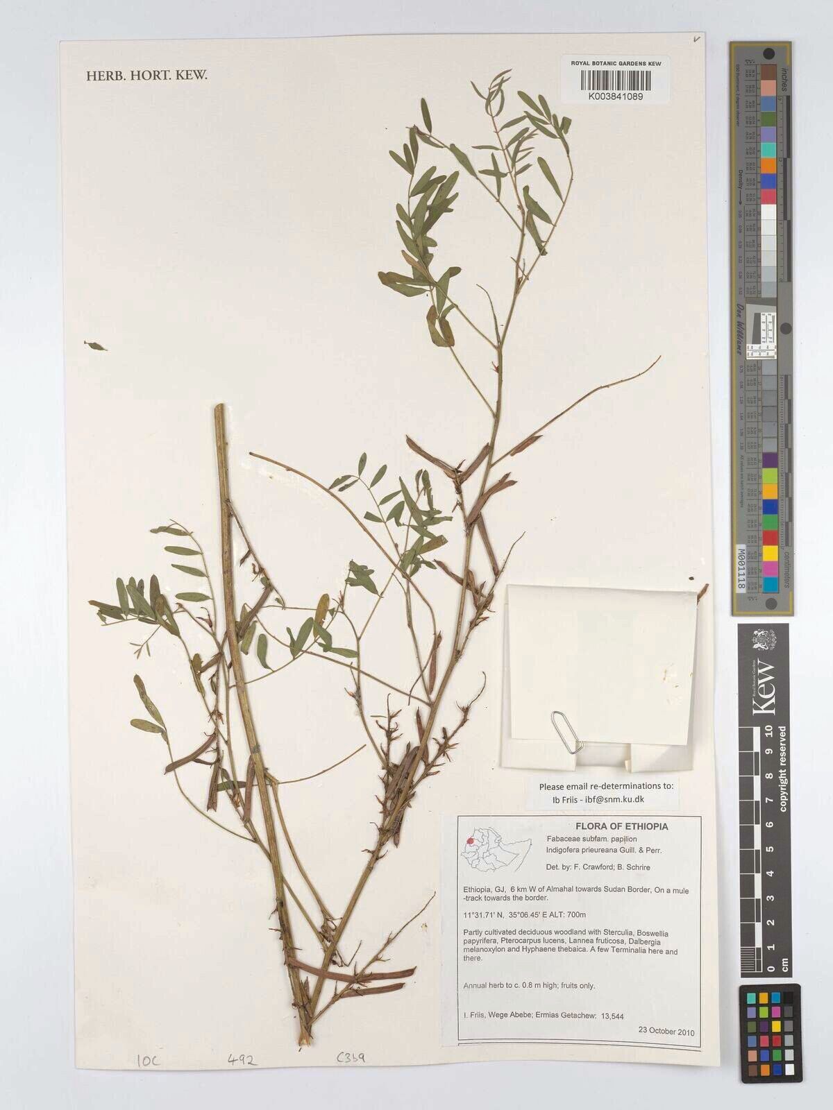 Indigofera prieureana — houseplant care guide