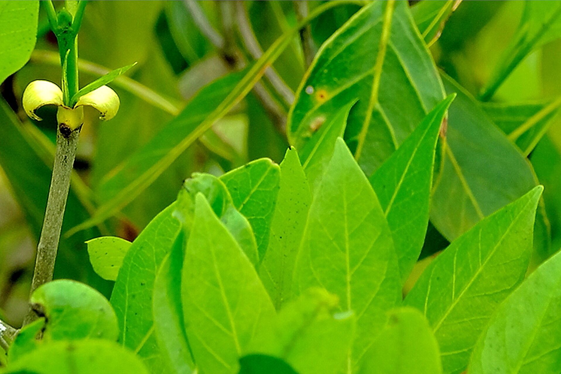 Coptosperma rhodesiacum — houseplant care guide