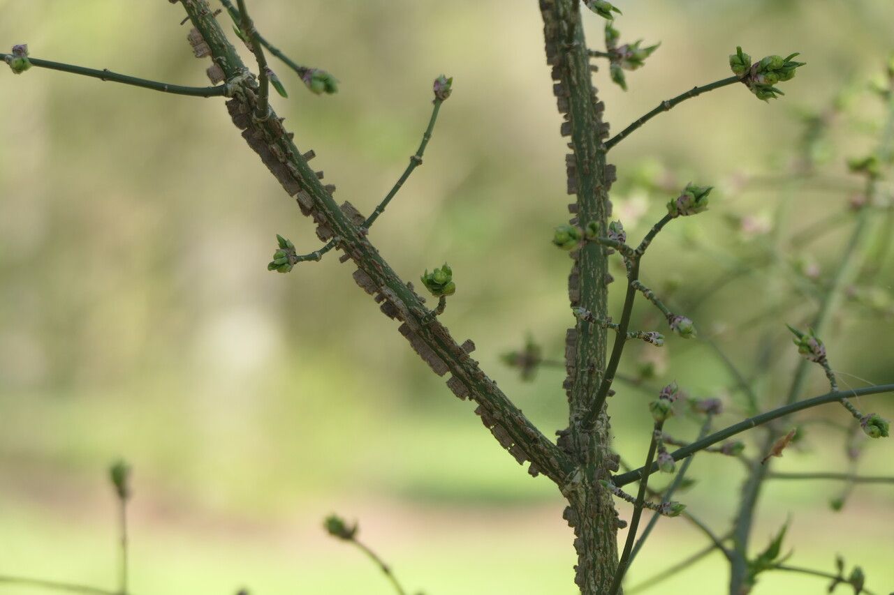 Euonymus phellomanus bark
