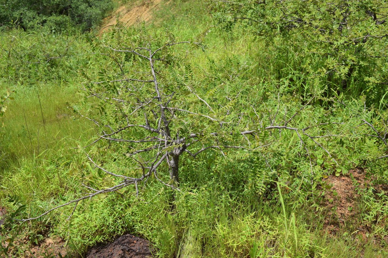 Lannea humilis habit