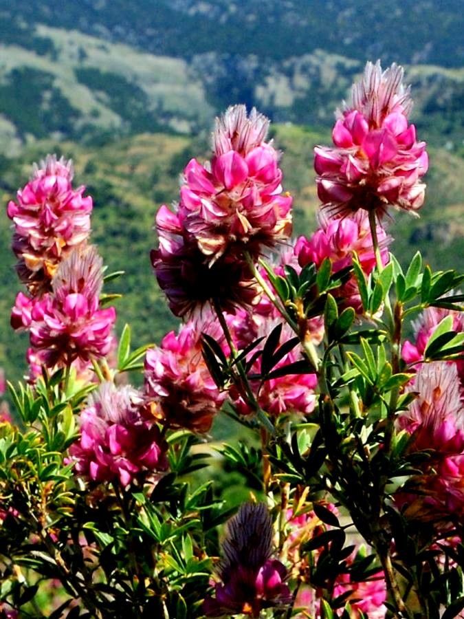 Ebenus cretica flower