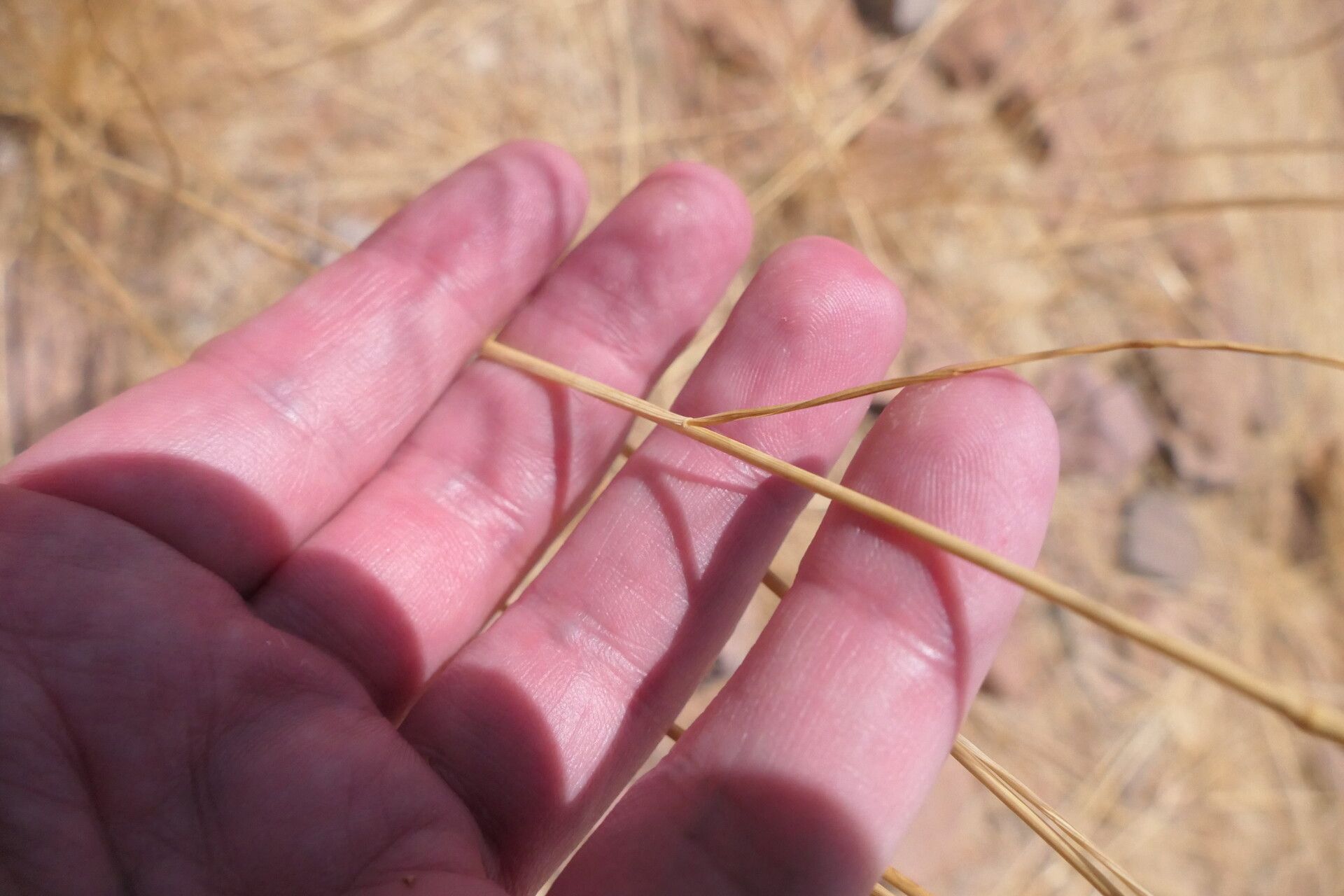 Stipagrostis uniplumis leaf