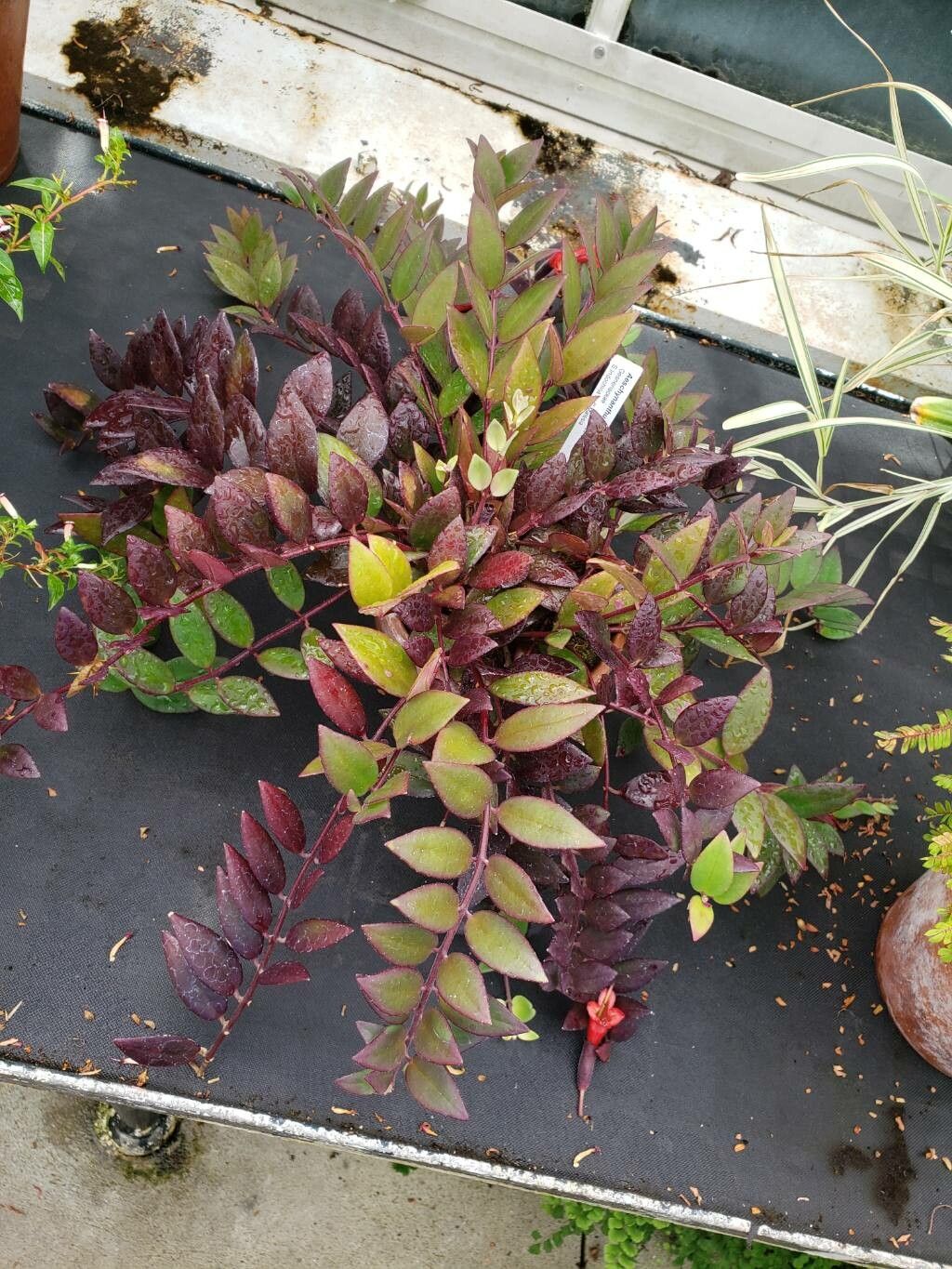 Aeschynanthus parviflorus habit