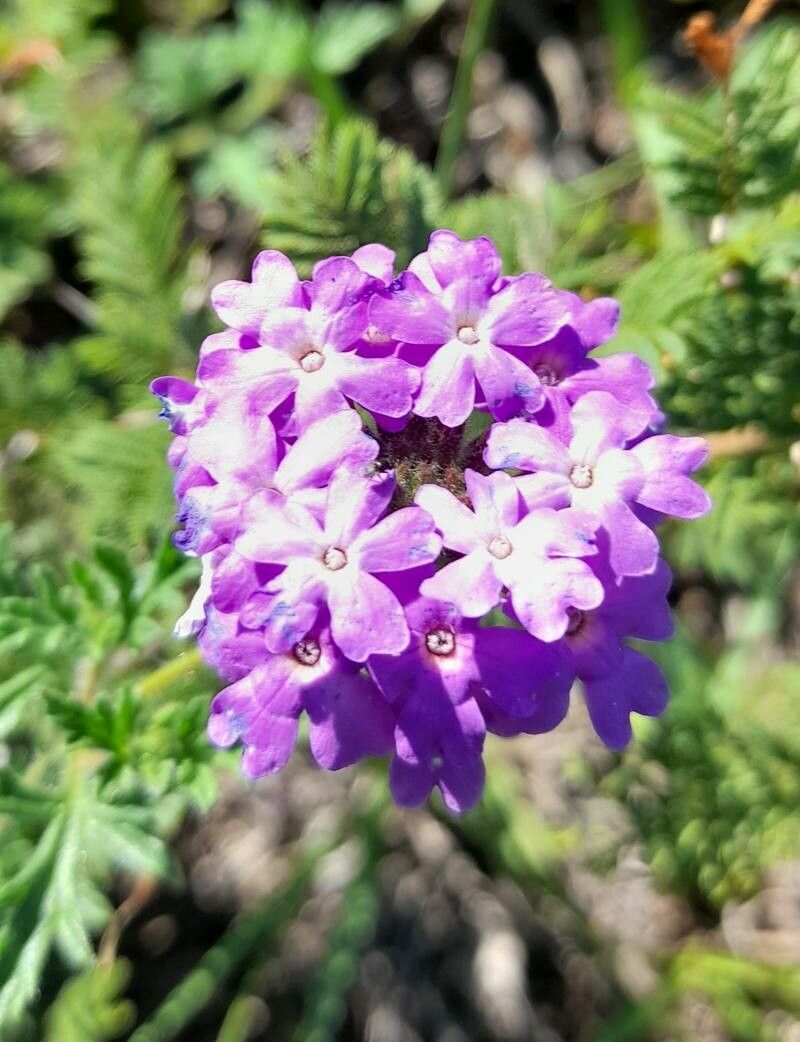 Verbena santiaguensis flower
