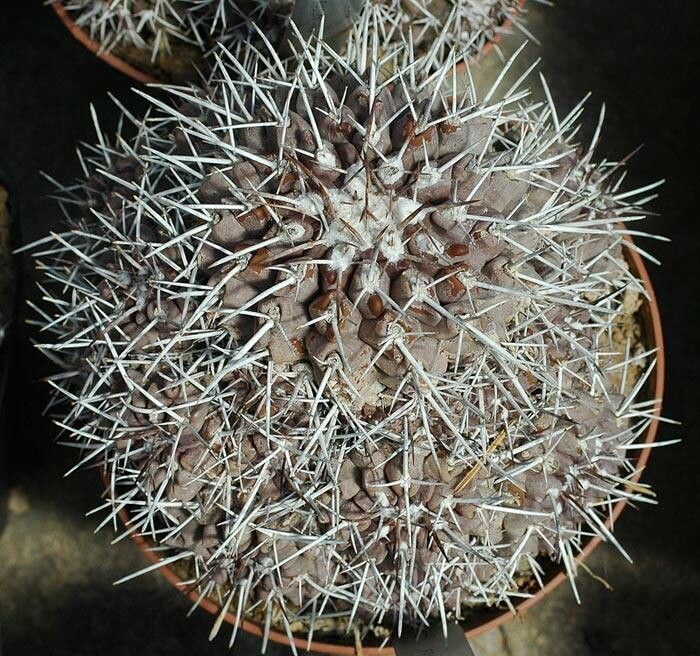 Copiapoa fiedleriana leaf