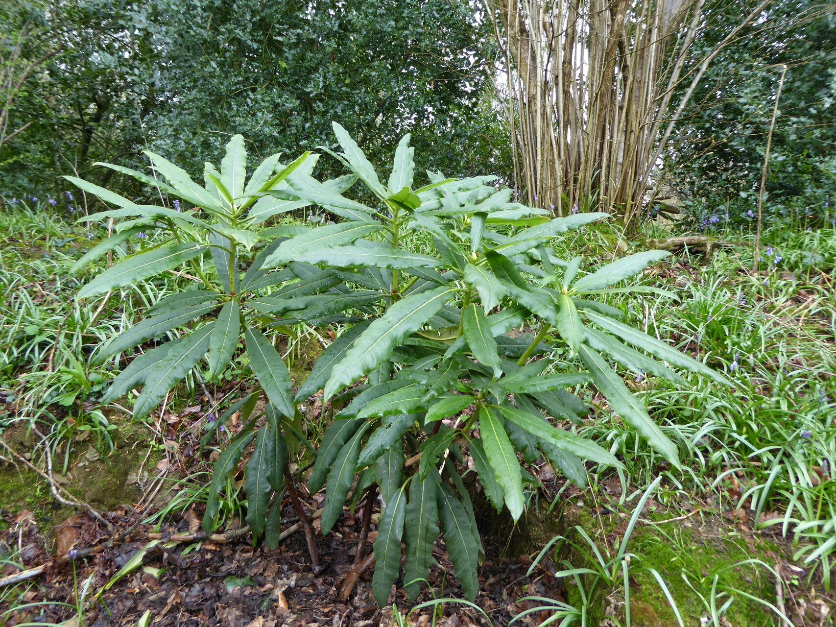 Rhododendron magniflorum — houseplant care guide