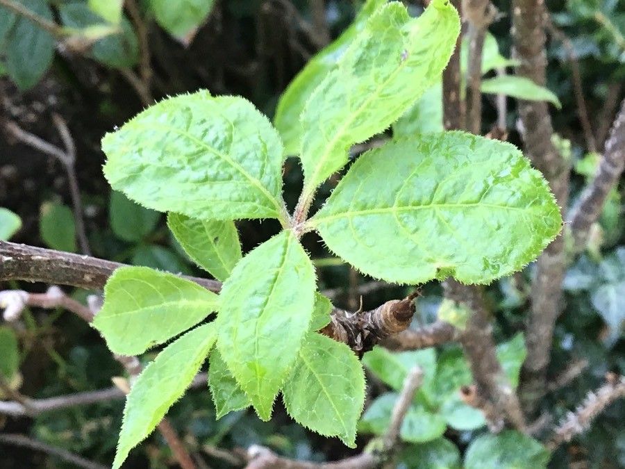 Eleutherococcus senticosus — cold hardy houseplant