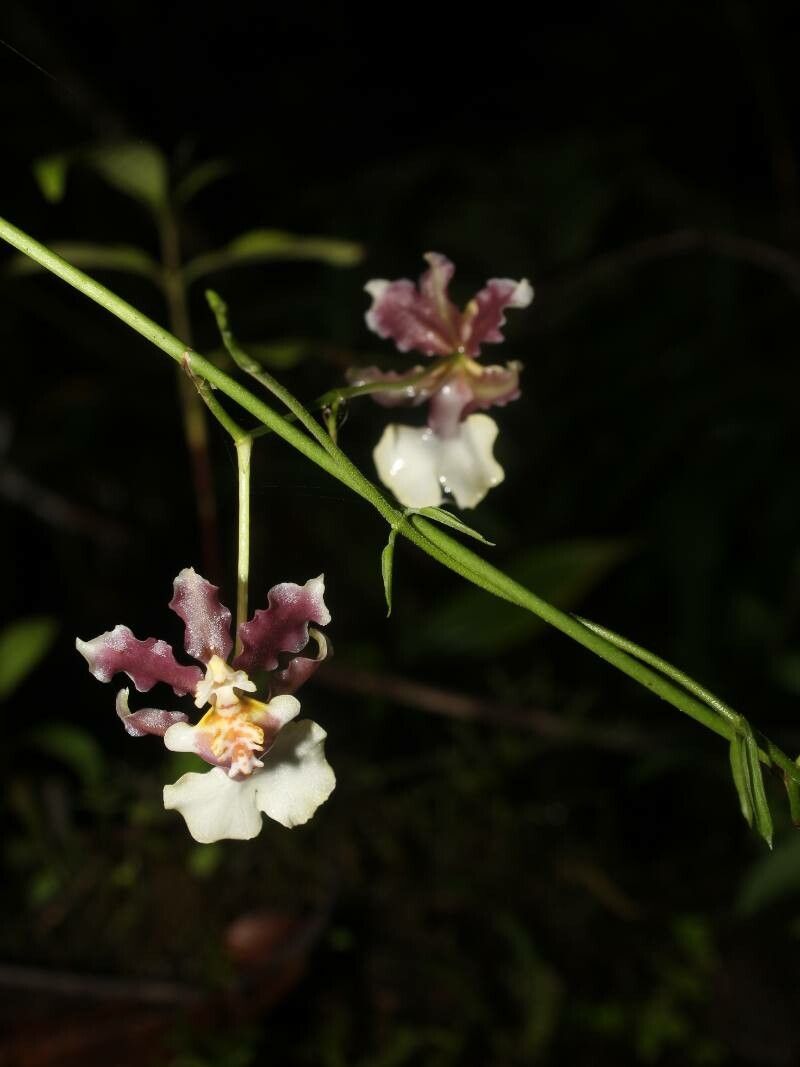 Oncidium dichromaticum — search result for 'Oncidium'