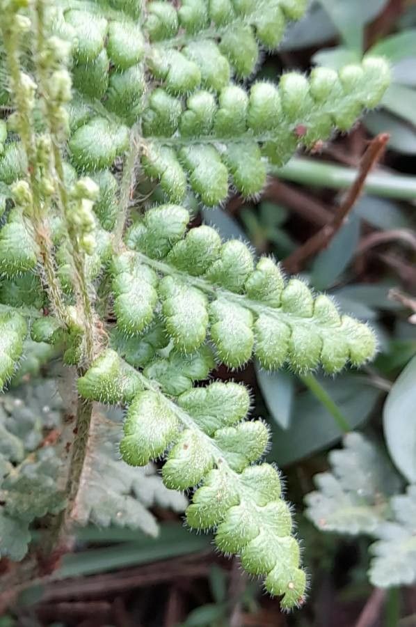 Anemia tomentosa — houseplant care guide