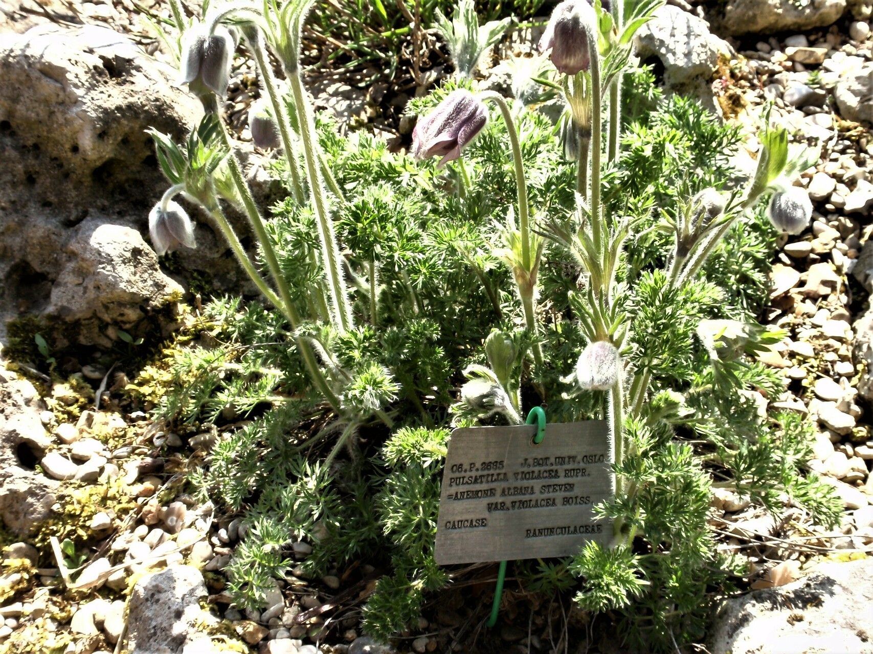 Pulsatilla violacea habit