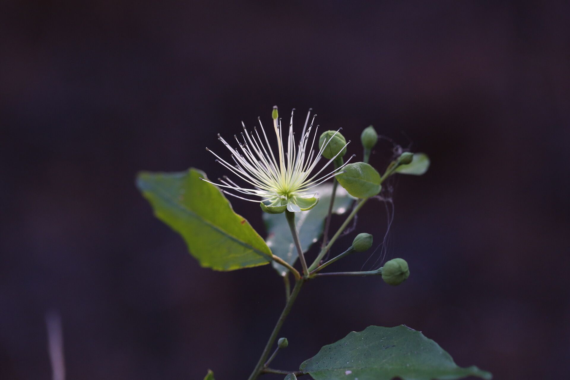 Maerua friesii — search result for 'Maerua'