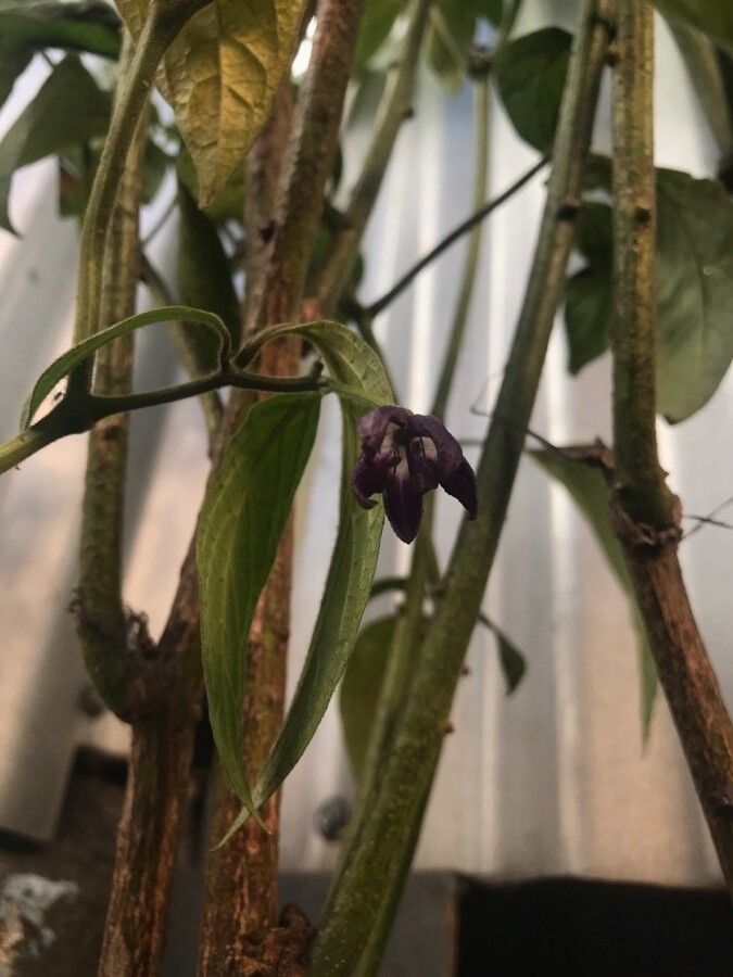 Capsicum pubescens flower