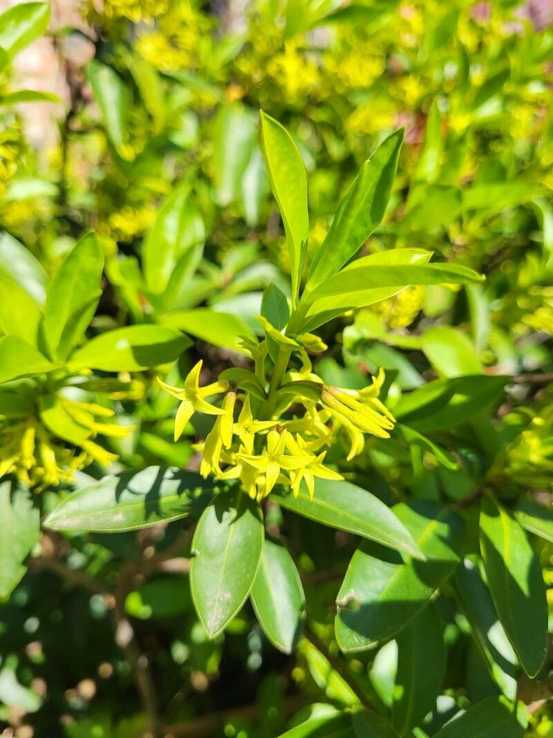 Daphne pontica flower