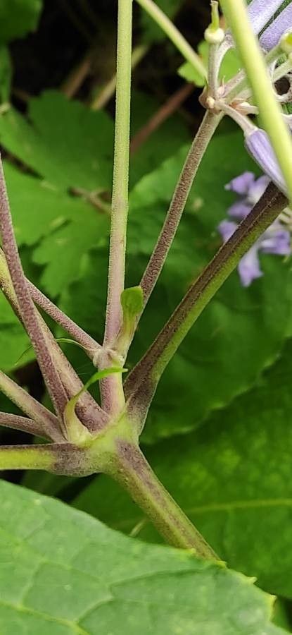 Clematis heracleifolia bark
