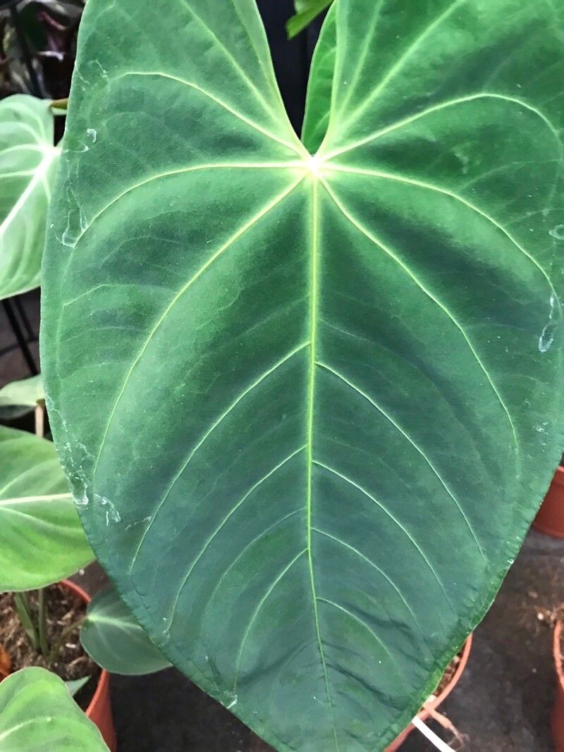 Anthurium quinindense leaf