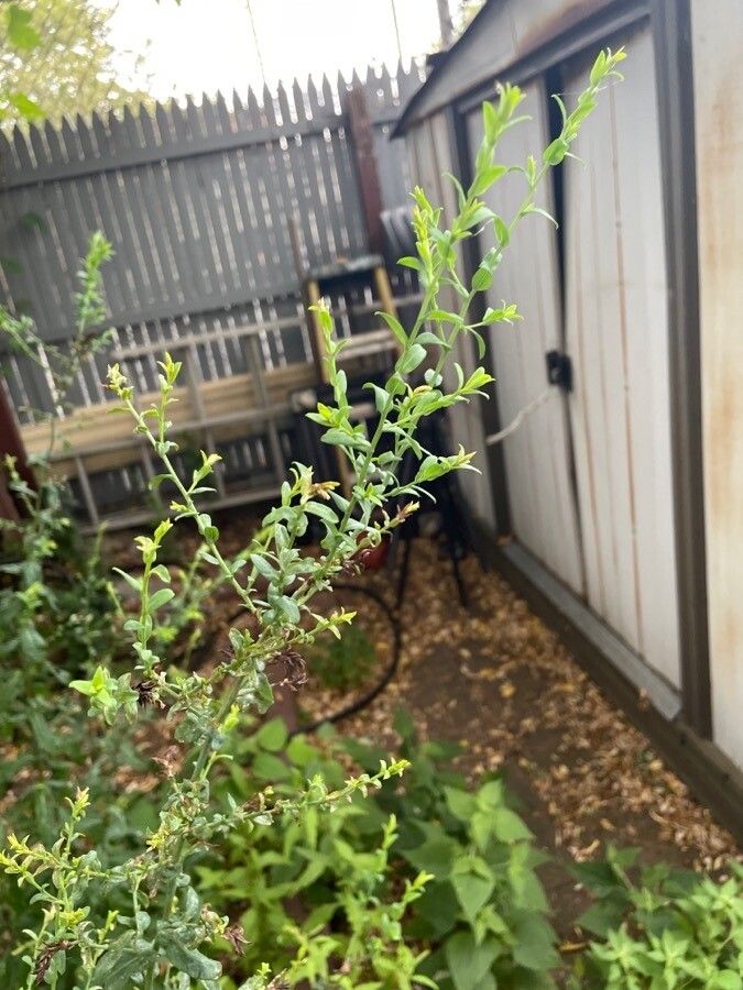 Phyllanthus polygonoides — search result for 'Phyllanthaceae'