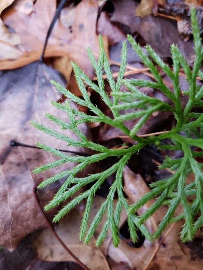 Diphasiastrum complanatum leaf