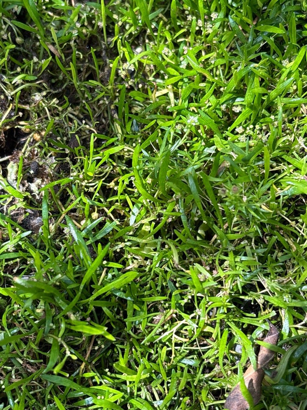 Lilaeopsis minor leaf