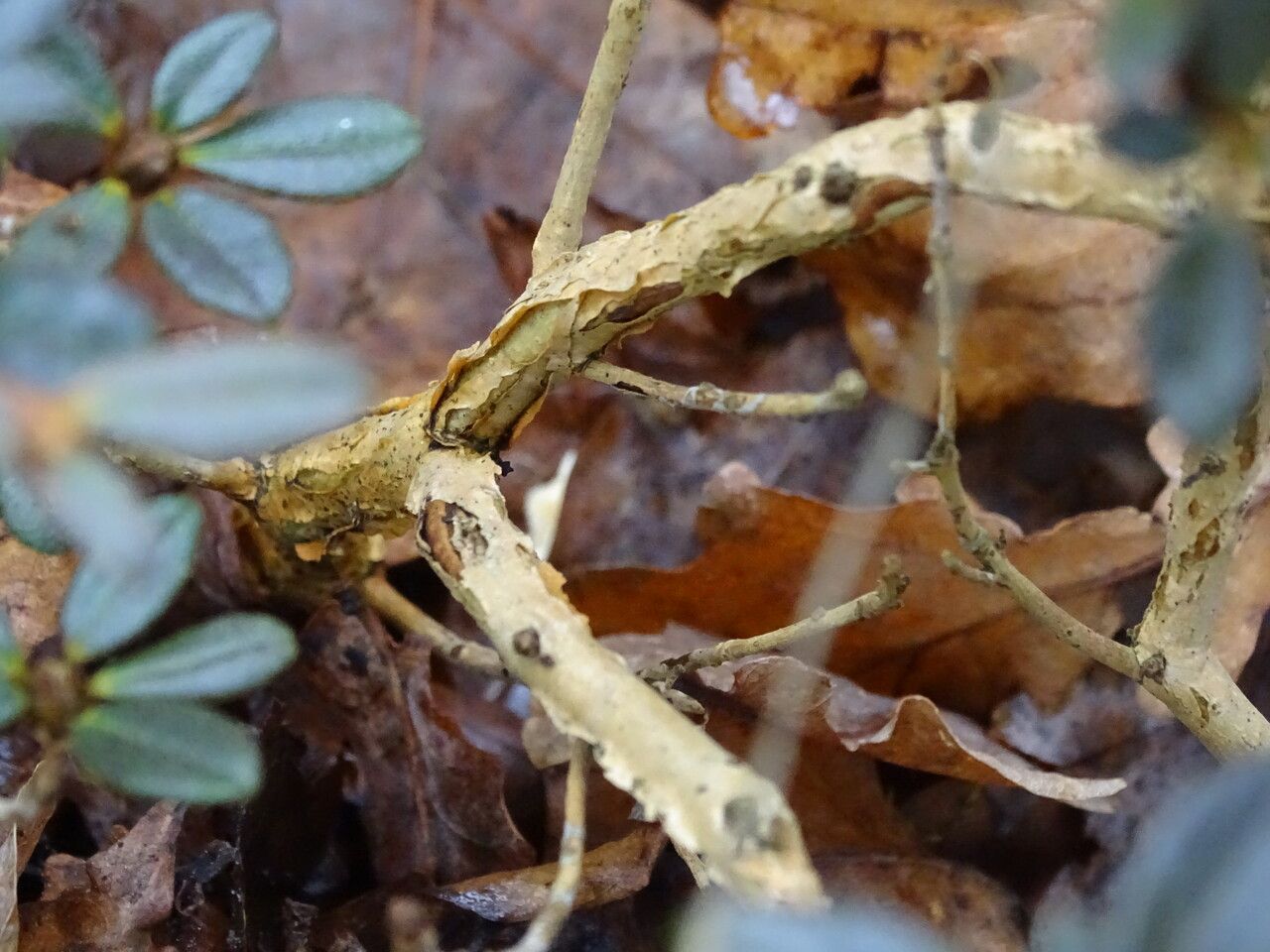 Rhododendron sargentianum bark