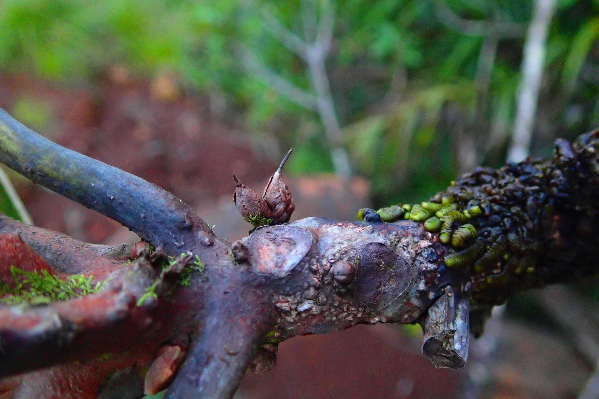 Planchonella kuebiniensis bark