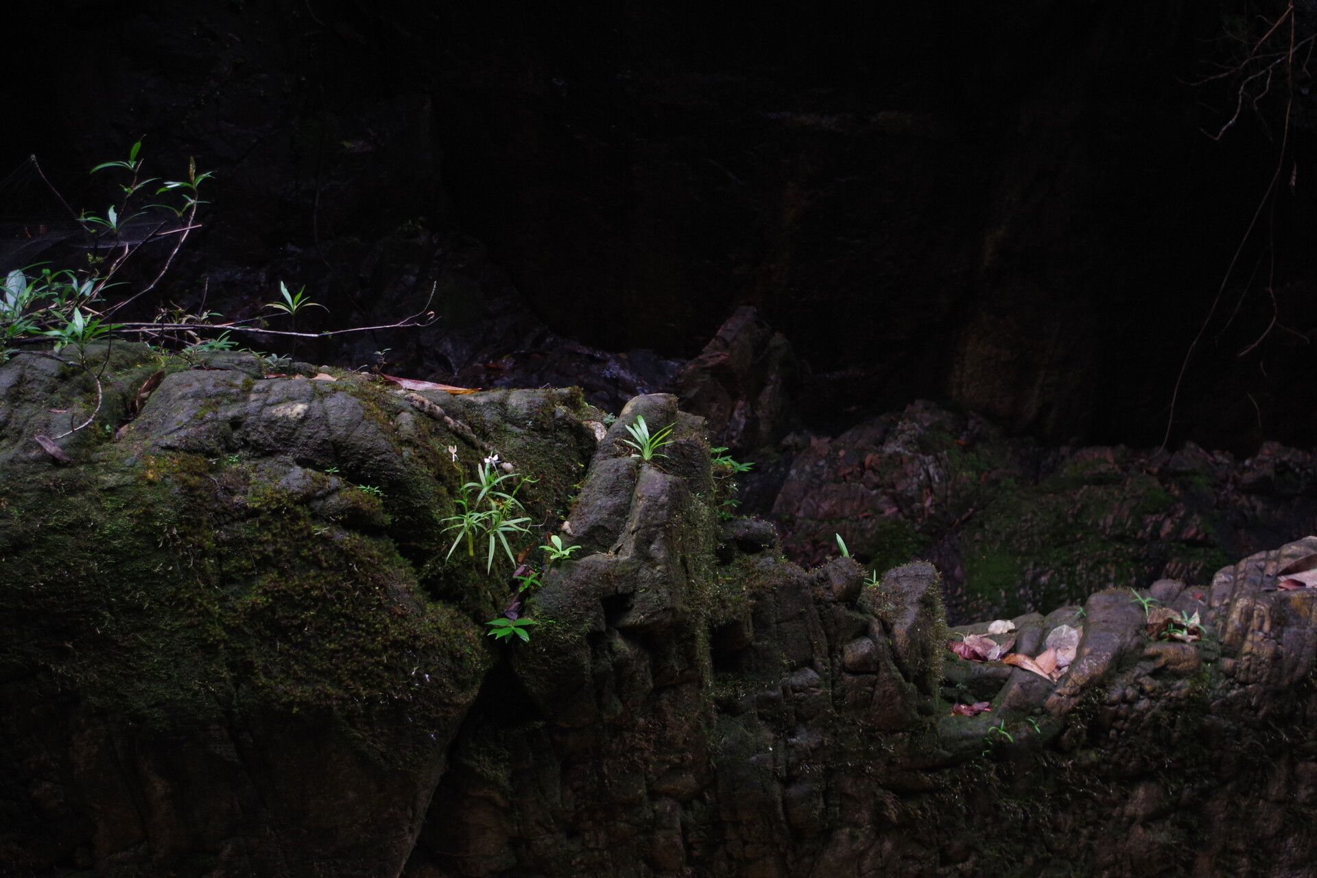 Habenaria weileriana habit