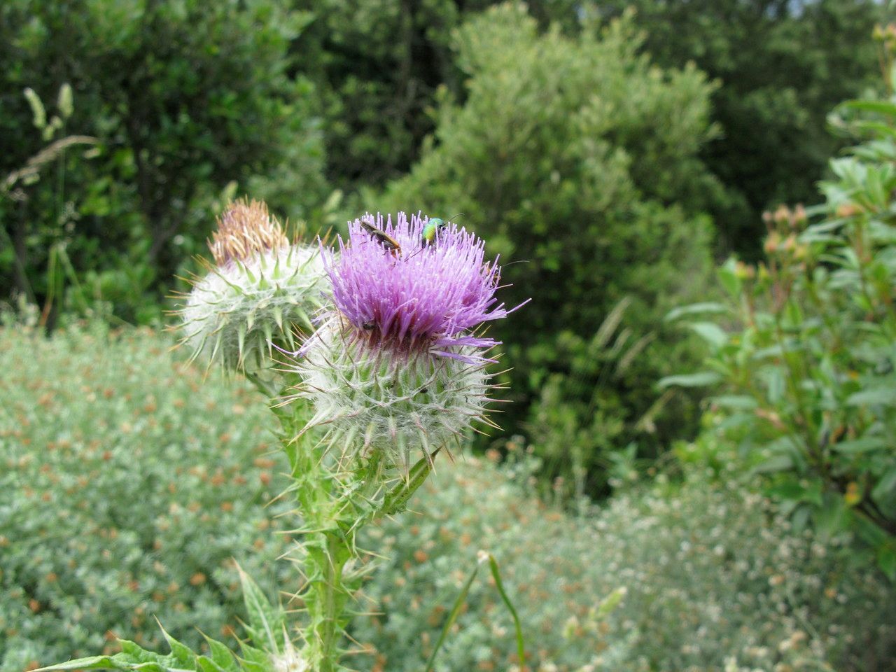 Onopordum eriocephalum flower
