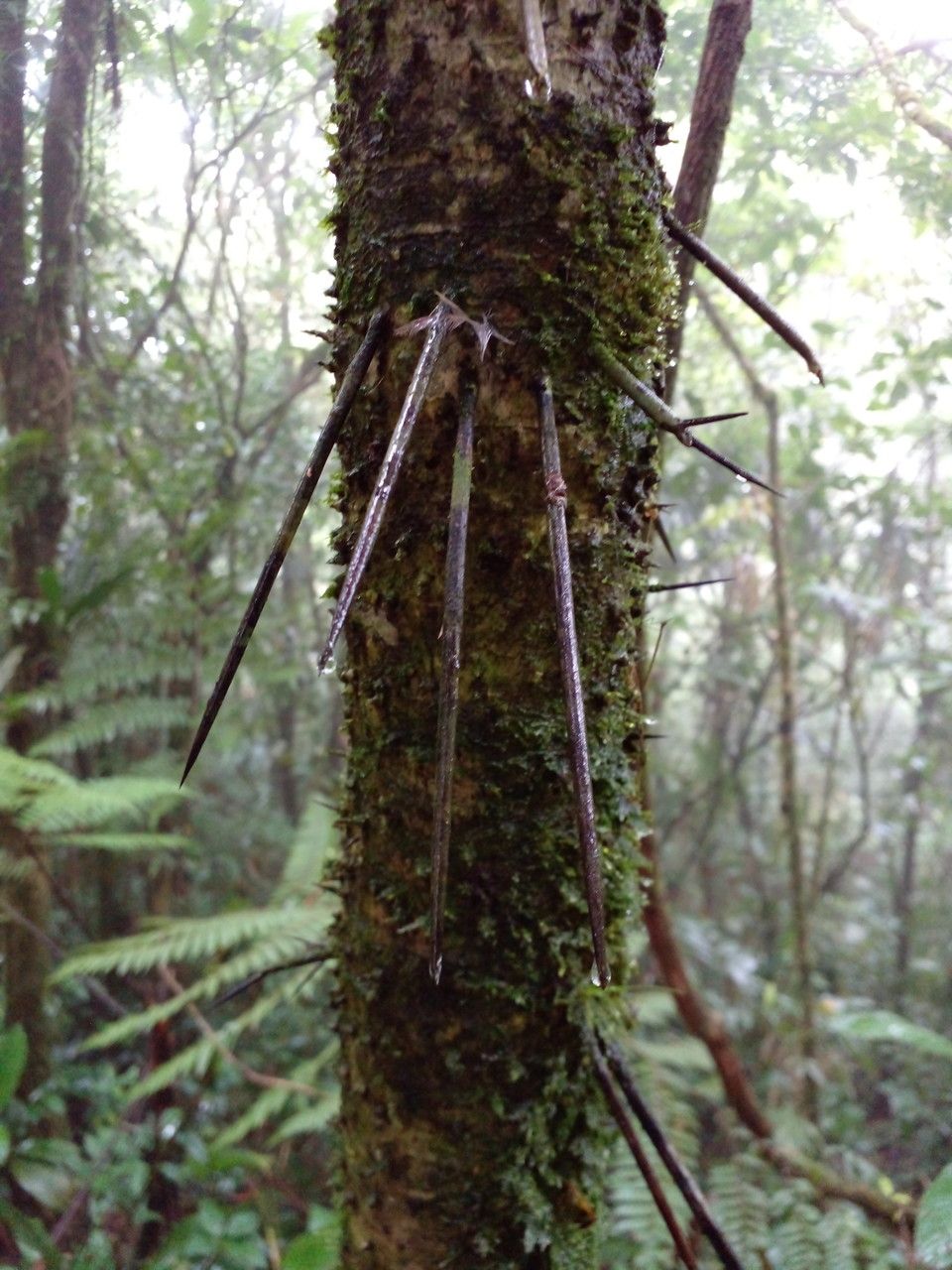 Cryosophila warscewiczii other