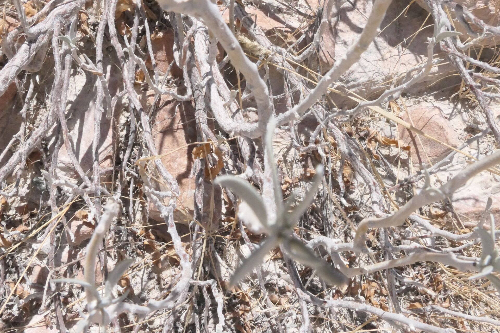 Ipomoea adenioides bark