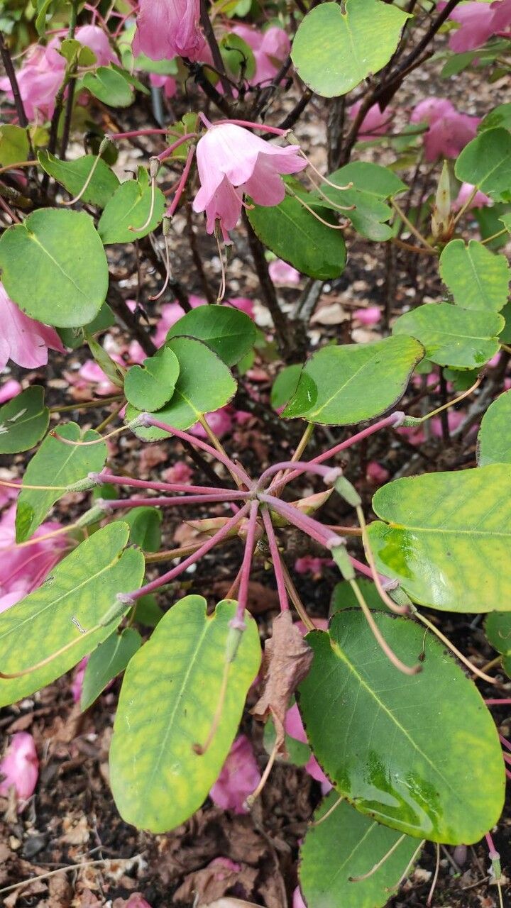 Rhododendron orbiculare leaf