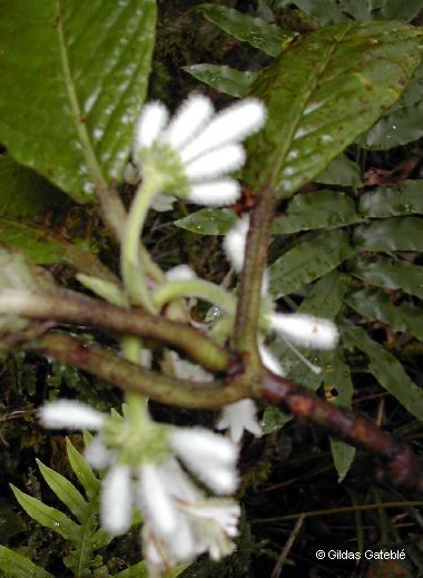 Psychotria schumanniana bark