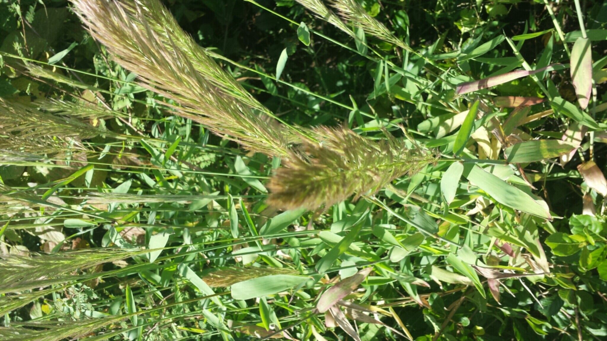 Leptocarydion vulpiastrum flower