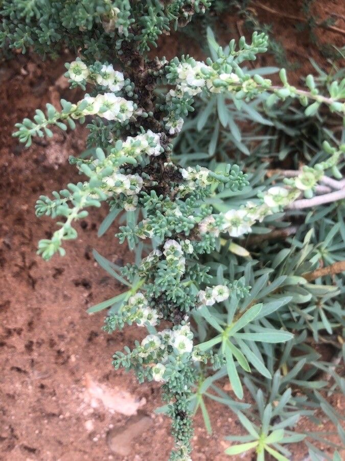 Maireana brevifolia leaf
