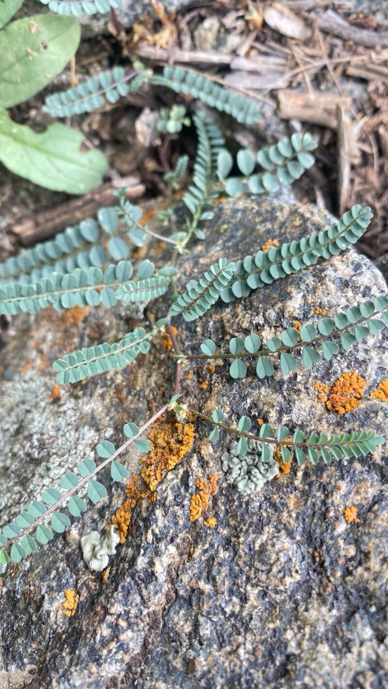 Hedysarum kumaonense — houseplant care guide