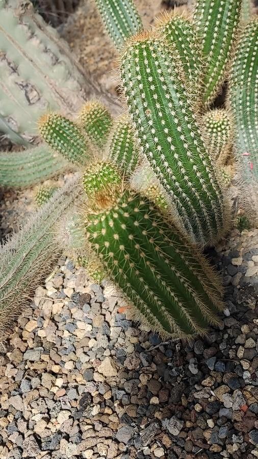 Echinopsis huascha leaf