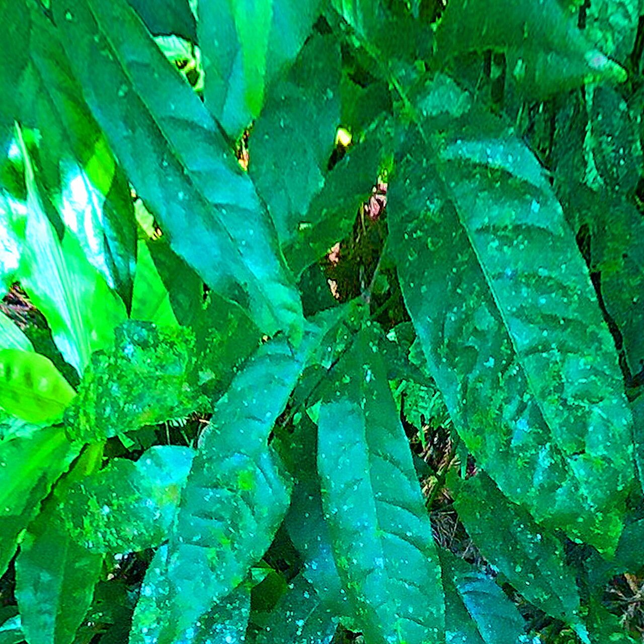 Engelhardia roxburghiana — search result for 'Juglandaceae'