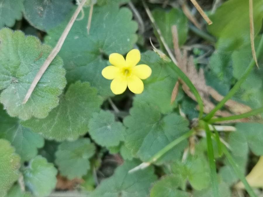 Sibthorpia peregrina flower