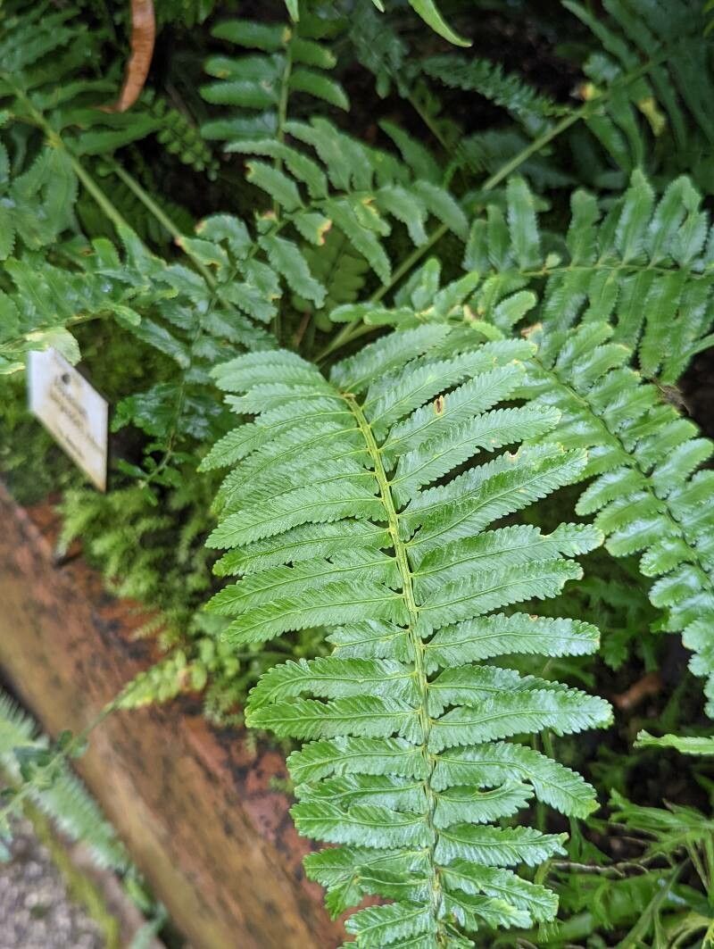 Asplenium harpeodes leaf