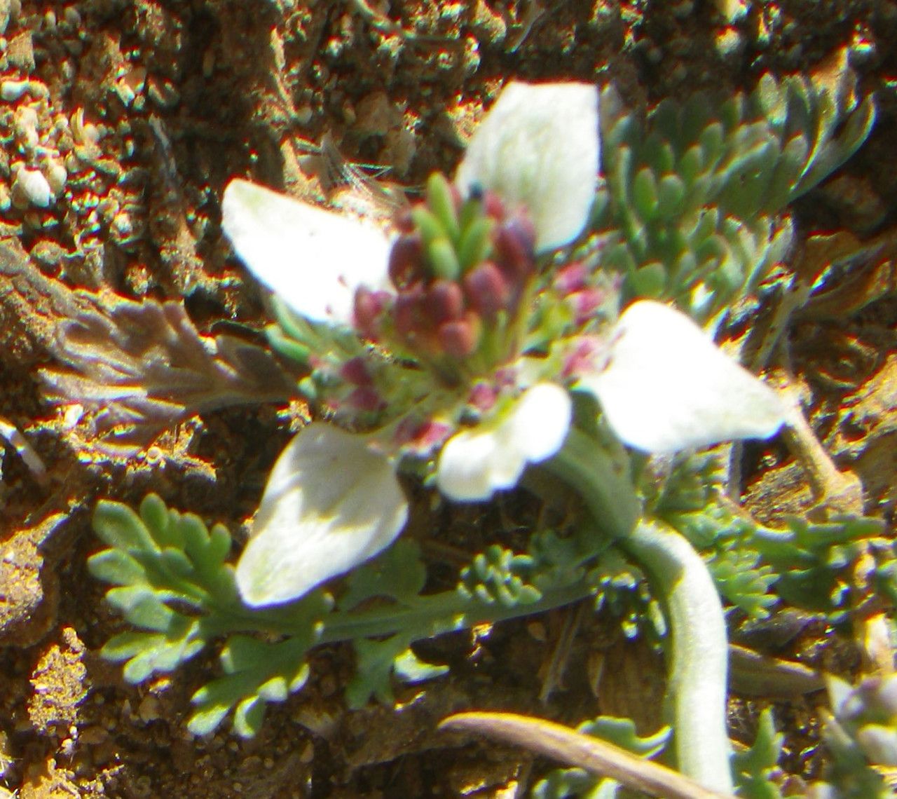 Nigella fumariifola