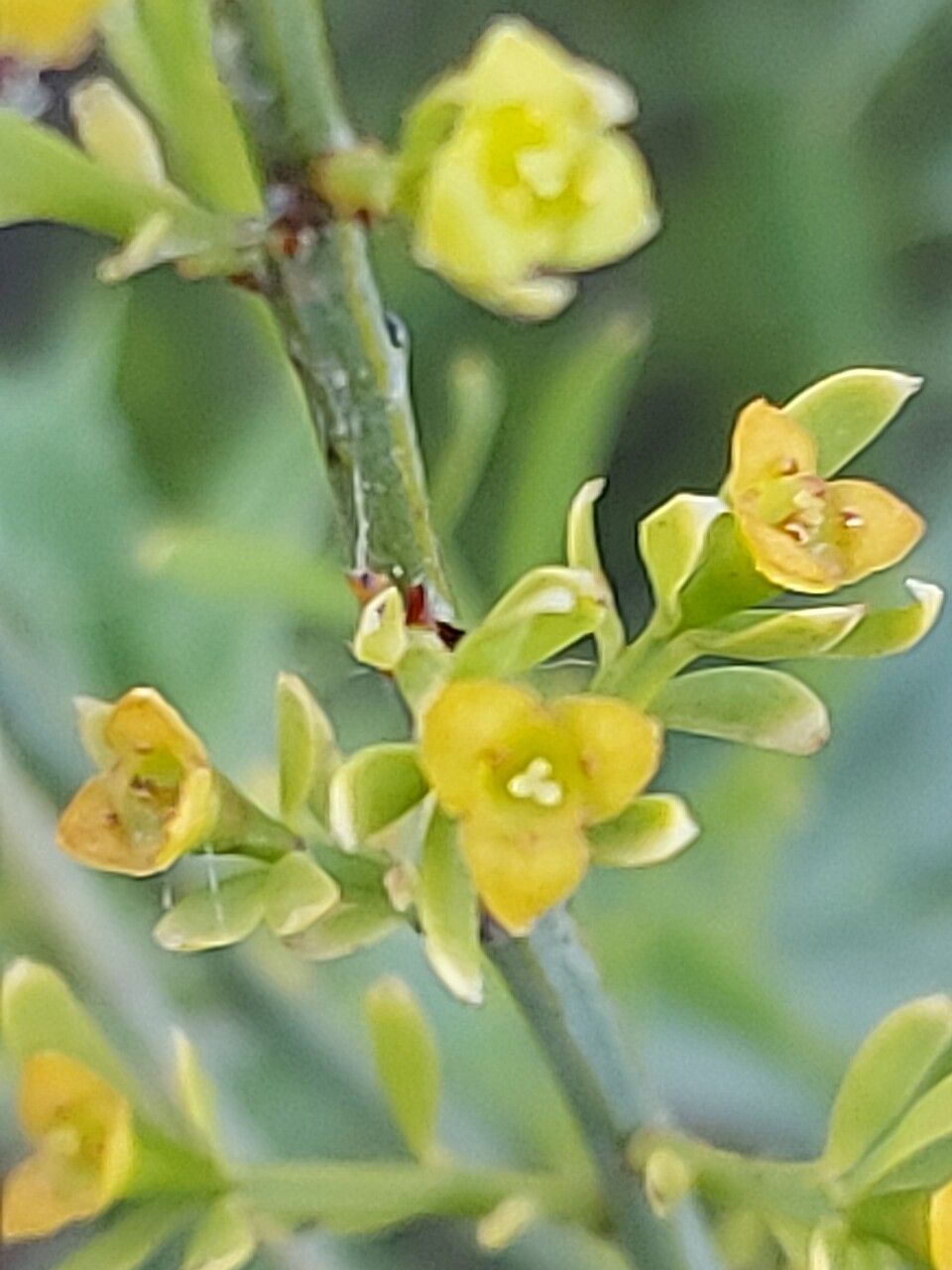Osyris alba flower