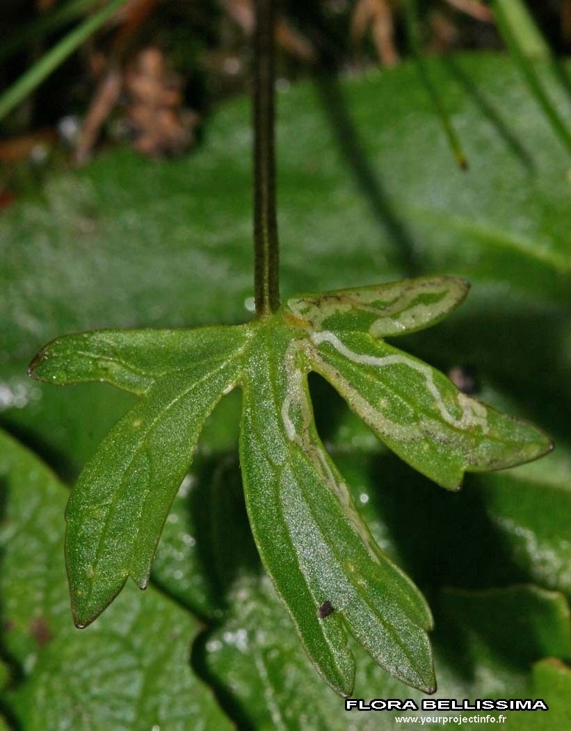 Ranunculus carinthiacus leaf