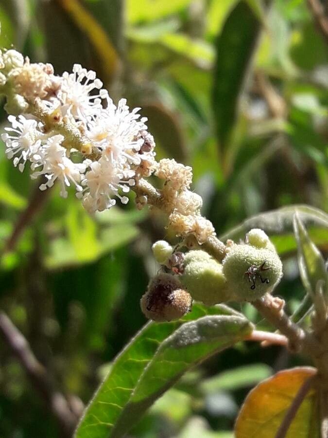Croton flavens flower