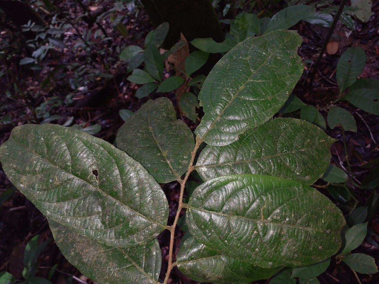 Casearia pitumba — houseplant care guide