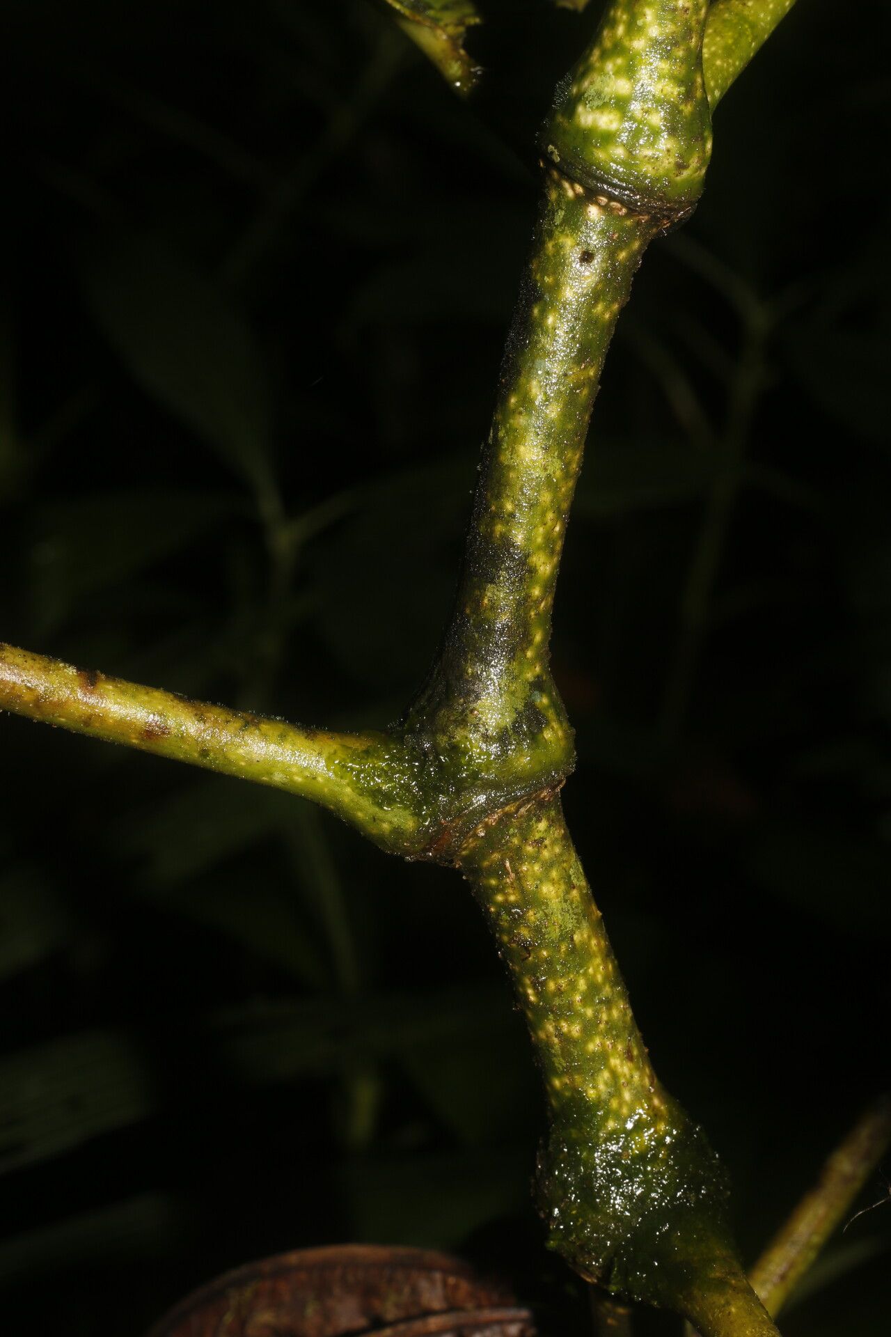 Piper pseudobumbratum bark