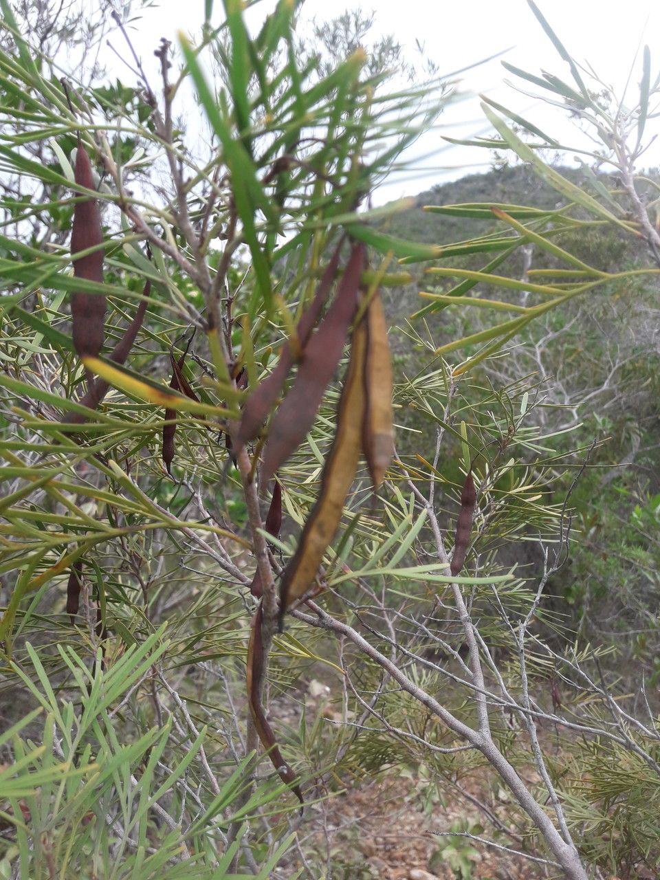 Stenocarpus milnei fruit
